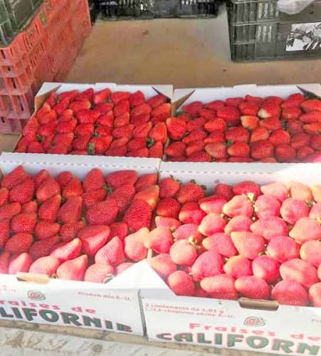 el_abuelo_organic_herb´s_23