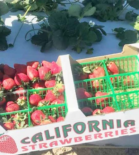 el_abuelo_organic_herb´s_24