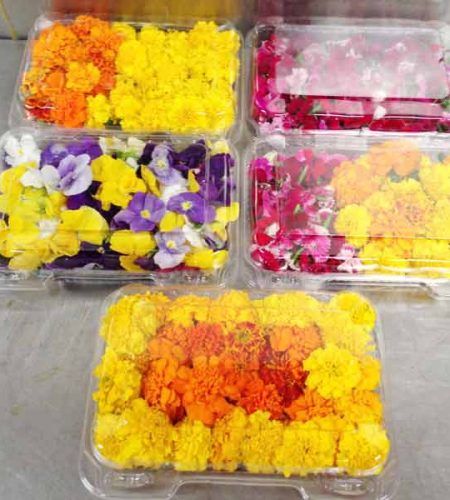 el_abuelo_organic_herb´s_flowers